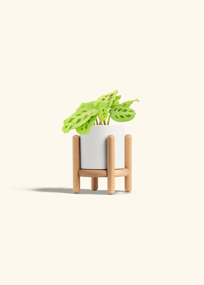 Polar White Classic Planter Stand Combo