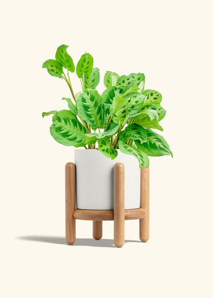 Polar White Classic Planter and Stand Combo