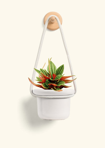 Rooted Hanging Rope