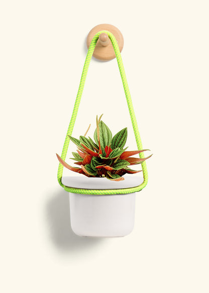 Rooted Hanging Rope