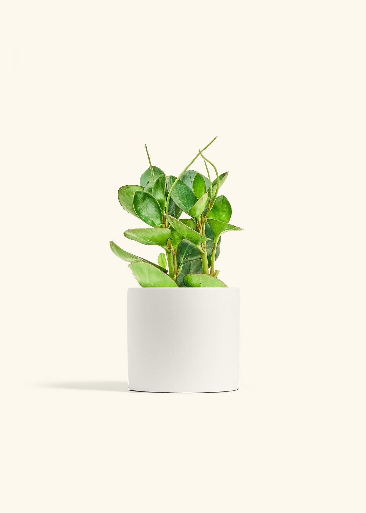 Polar White Classic Planter