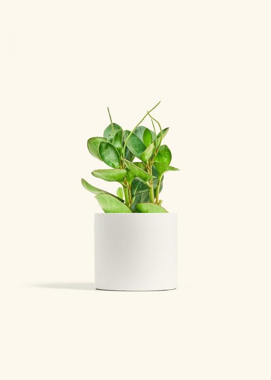 Polar White Classic Planter