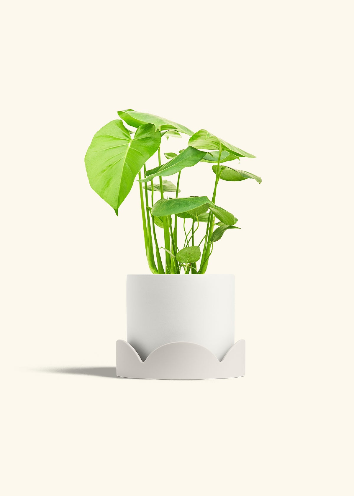 Polar White Classic Planter Drip Tray Combo