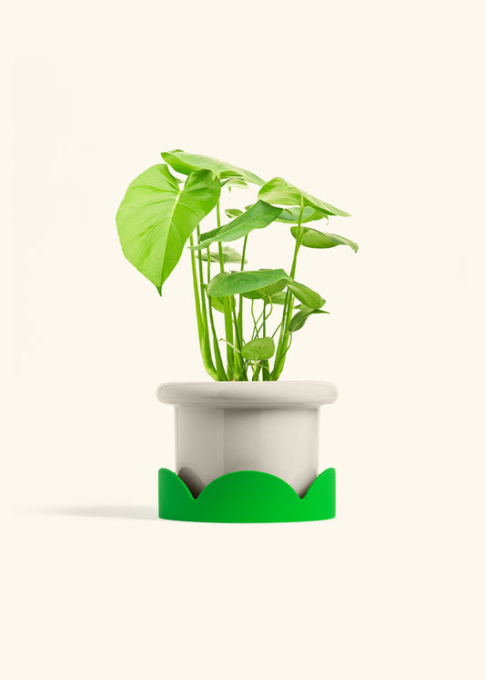 Oat Fat Lip Planter Drip Tray Combo
