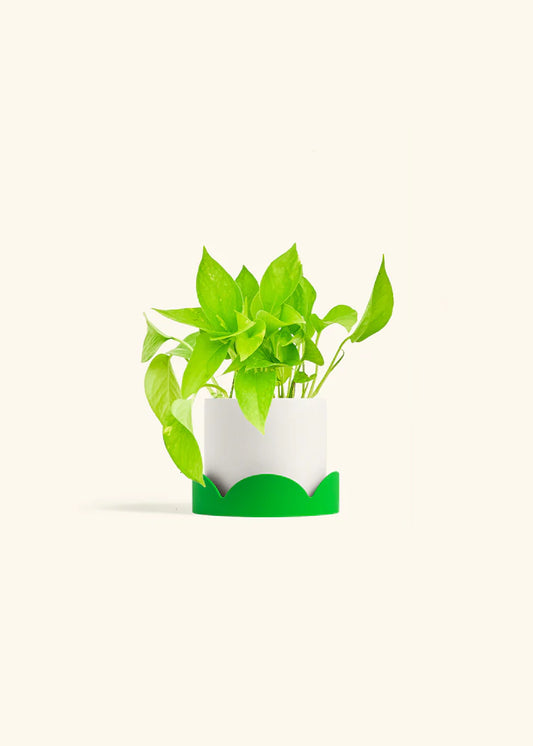 Polar White Classic Planter Drip Tray Combo