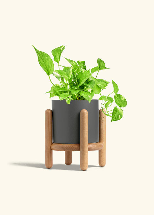 Charcoal Classic Planter and Stand Combo