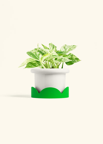 Polar White Fat Lip Planter Drip Tray Combo