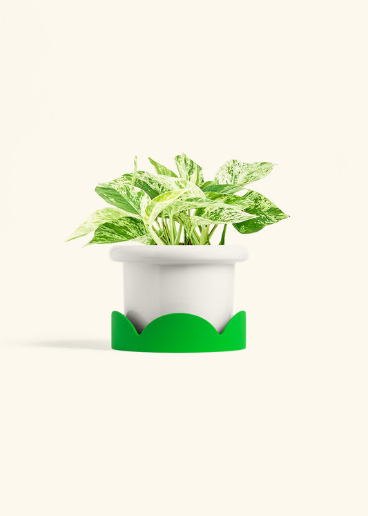 Polar White Fat Lip Planter Drip Tray Combo