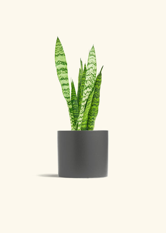 Charcoal Classic Planter