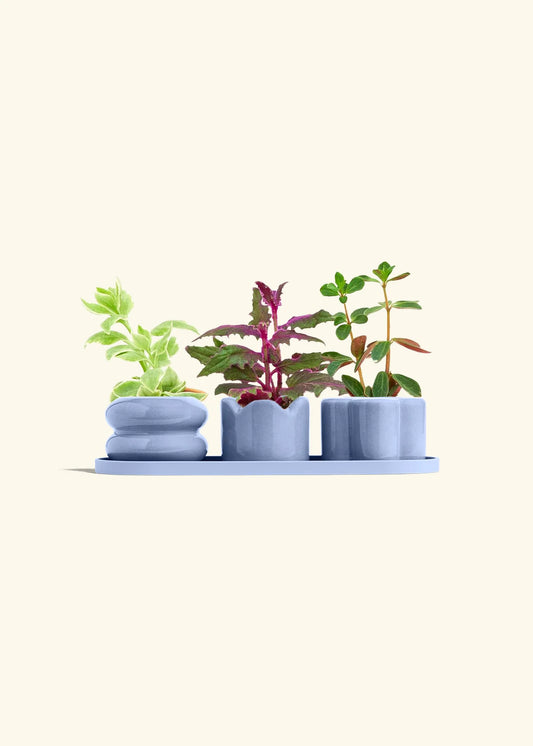 Cornflower Mini Planter Trio