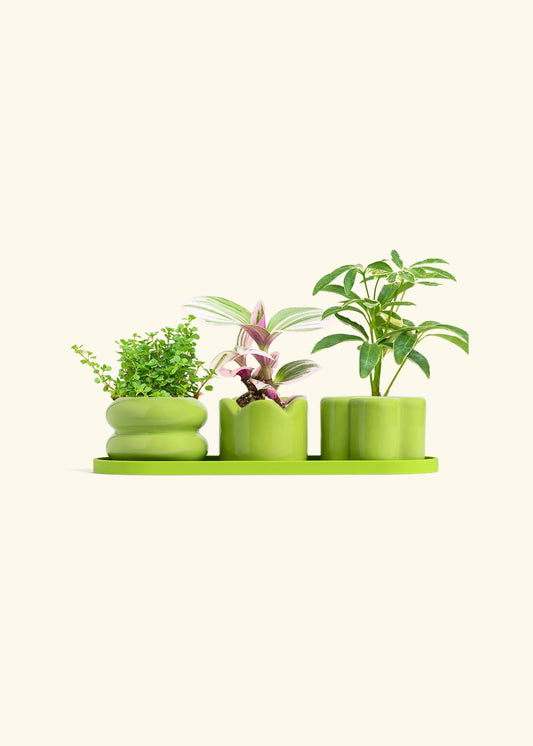 Lime Mini Planter Trio
