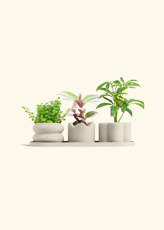 Oat Mini Planter Trio