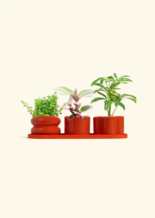 Poppy Mini Planter Trio